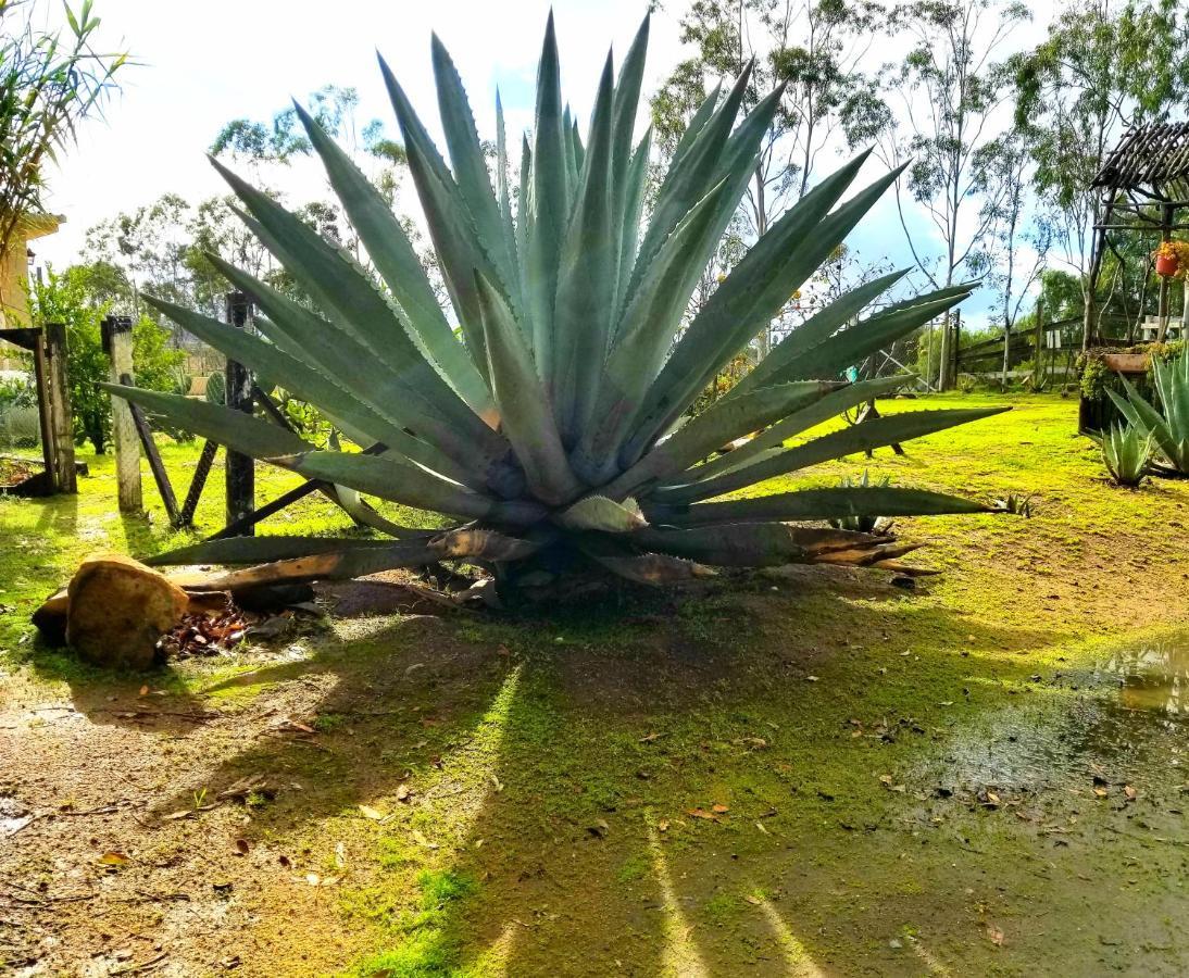 Terra Monarca Villa Valle de Guadalupe Exteriör bild